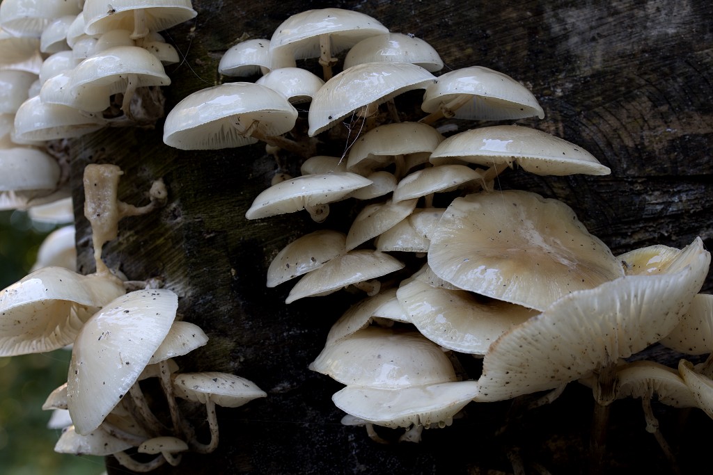 paddenstoel paddenstoelen paddestoel paddestoelen schimmel zwam schimmels zwammen hdr paddo paddos champignon champignons herfst najaar
